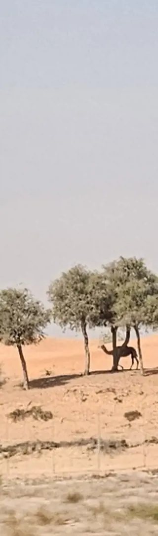 Durch drei Emirate nach Dubai